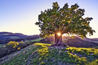 Oak tree (Quercus) with sun star at sunset, Swiss Jura Mountains, Canton Basel-Landschaft,