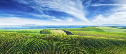 Panorama of Moravian rolling landscape with lines of sprouts. Moravia, Czech Republic, Europe