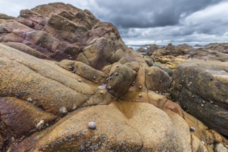 Rocks covered with shells on the Atlantic coast. Sables d'Olonne, Vendee France