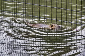 European beaver (Castor fiber) swimming in pond, grid reflected, captive, Olderdissen Zoo,