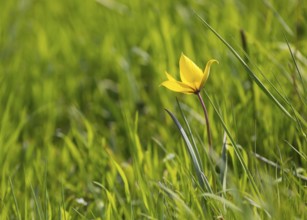 Wild tulip (Tulipa sylvestris) in flower, Saxony, Germany, Europe
