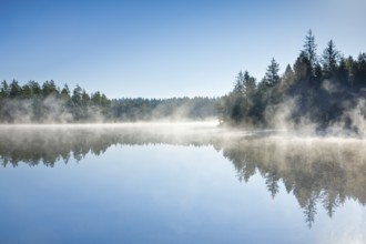 Pines and spruces line the shore of the mirror-smooth Étang de la Gruère moorland lake covered in