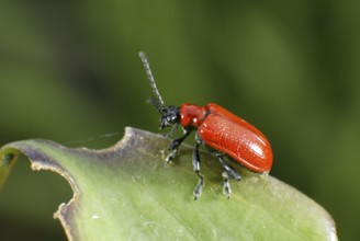 Lily Leaf Beetle, Germany (Liloceris lilii)