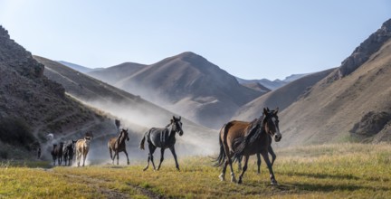 Herd of horses galloping over a hill, mountains behind, Kyrgyzstan, Asia
