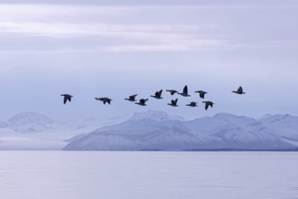 Barnacle geese (Branta leucopsis) flock flying over Billefjorden in summer, Svalbard, Spitsbergen,