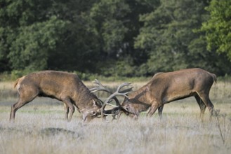 Two rutting red deer (Cervus elaphus) stags fighting by locking antlers during fierce mating battle