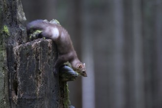 Beech marten (Martes foina), Bitburg, Rhineland-Palatinate, Germany, Europe