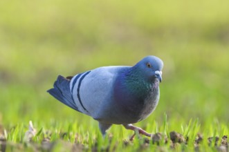 Domestic Pigeon (Columba livia domestica), Upper Austria, Austria, Europe