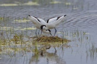 Black-capped avocet (Recurvirostra avosetta), animal couple at the nest in the water, Lake Neusiedl