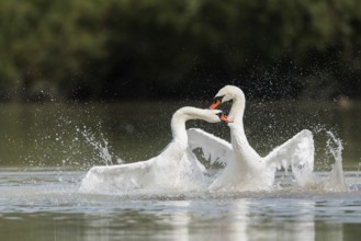 Mute swans (Cygnus olor), fighting in the water, Upper Austria, Austria, Europe