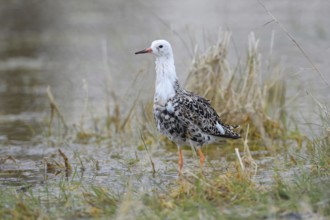 Ruff (Philomachus pugnax) in shallow water, Burgenland, Austria, Europe