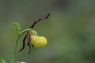 Yellow lady's slipper orchid (Cypripedium calceolus), Kalkalpen National Park, Upper Austria,