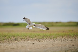 Yellow-legged gull (Larus michahellis) wildlife, landing on the ground with a hunted fish, France,