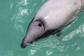 Hector-Delphin (Cephalorhychus hectori), Bootsfahrt, Akaroa, Banks-Halbinsel, Canterbury,