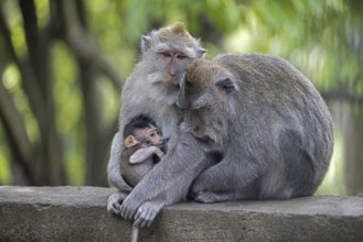 Crab-eating macaques (Macaca fascicularis) Balinese long-tailed macaque in the Ubud Sacred Monkey