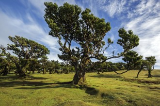Laurel trees overgrown with moss and plants, old laurel forest (Laurisilva), stinkwood (Ocotea