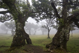 Laurel trees overgrown with moss and plants in the mist, old laurel forest (Laurisilva), stinkwood