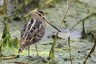 Common snipe (Gallinago gallinago), Switzerland, Europe