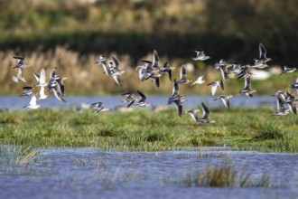 Redshank (Tringa totanus), birds in flight over Marshes