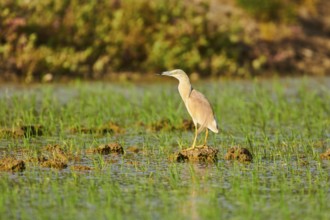 Squacco heron (Ardeola ralloides) in a paddy field, hunting, ebro delta, Catalonia, Spain, Europe