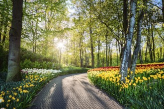 Path in Keukenhof flower garden with blooming tulip flowerbed, one of the world's largest flower