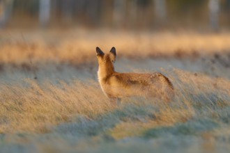 Red Fox (Vulpes vulpes), in meadow at autumn