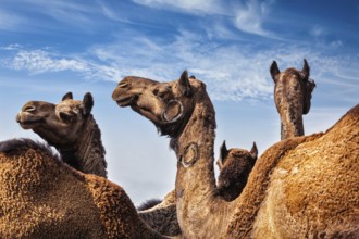 Camels at Pushkar Mela (Pushkar Camel Fair) against blue sky. Pushkar, Rajasthan, India, Asia