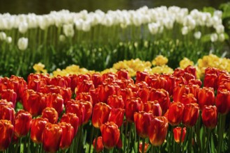 Blooming red tulips flowerbed in Keukenhof flower garden, also known as the Garden of Europe, one