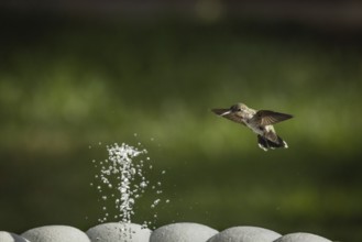 Hummingbird in flight