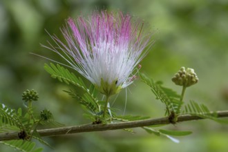 Flower of the bastard tamarind (Albizia julibrissin), Zimbabwe, Africa