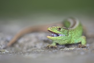 Sand lizard (Lacerta agilis), male, threatening with open mouth, Isental, Bavaria, Germany, Europe