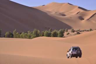 Car driving in the dunes, Great Sand Sea, Sahara, Merzouga, Meknès-Tafilalet region, Morocco,