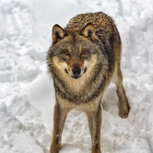 Curious gray wolf (Canis lupus), portrait in the snow, in the game reserve, view from above,