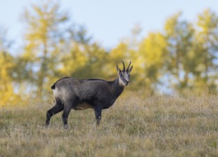 Chamois (Rupicapra rupicapra), Hochschwab, Styria, Austria, Europe