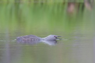 Red-throated diver (Gavia stellata) in the water, threatening gesture, Central Sweden, Sweden,