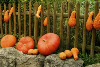 Pumpkins (Cucurbita) on garden fence, pumpkin, ornamental pumpkin,ornamental