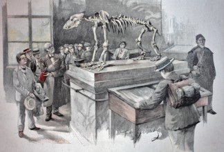 The skeleton of the cave bear in the cave museum of Rübeland, a locality of the town of Oberharz am