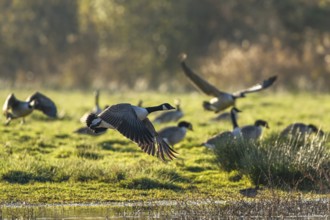 Canada Goose (Branta canadensis) birds in flight over Marshes at winter time