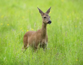 European roe deer (Capreolus capreolus), doe, standing in a meadow and looking attentively,