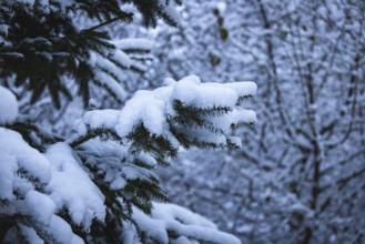Snow-covered spruce branches, winter, Ternitz, Lower Austria, Austria, Europe
