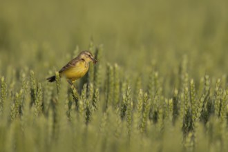 Yellow wagtail (Motacilla flava) adult bird with insects in its beak in a farmland cereal field,