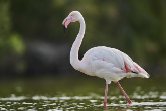Greater Flamingo (Phoenicopterus roseus) walking in the water, Parc Naturel Regional de Camargue,