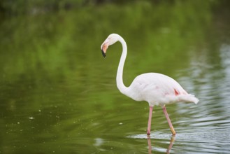 Greater Flamingo (Phoenicopterus roseus) walking in the water, Parc Naturel Regional de Camargue,