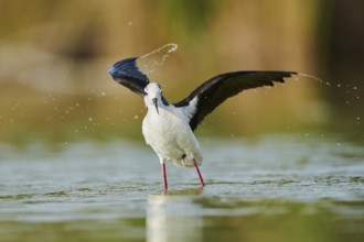 Black-winged stilt (Himantopus himantopus) standing in the water cleaning ists feathers, Camargue,