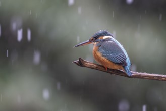 Common kingfisher (Alcedo atthis), Emsland, Lower Saxony, Germany, Europe