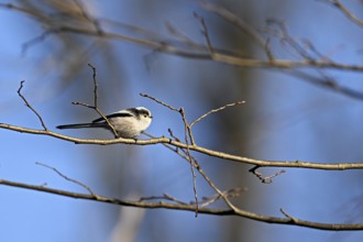 Long-tailed Tit (Aegithalos caudatus), sitting on a branch, Switzerland, Europe