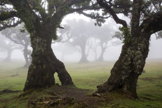 Laurel trees overgrown with moss and plants in the mist, old laurel forest (Laurisilva), stinkwood