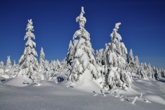 Snowy winter landscape near the Vogelskopf, near Baiersbronn, county Freudenstadt, Black Forest,