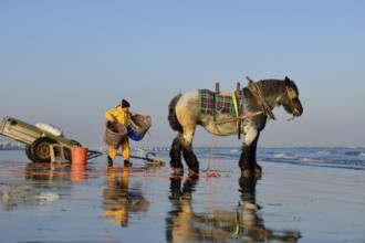 Horse fishermen at work, catching Brown shrimp (Crangon crangon), Koksijde, North Sea coast,