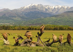 Griffon Vulture (Gyps fulvus), and Black Vulture (Aegypius monaschus) and Common Raven at
